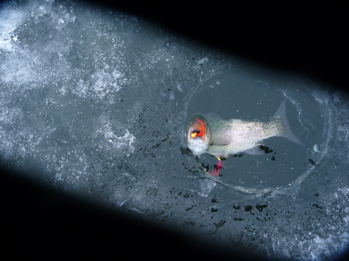 ice-fishing Mon 19th, 2011 010.JPG