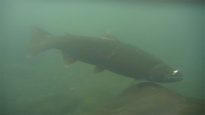 sol duc steelhead 3.jpg