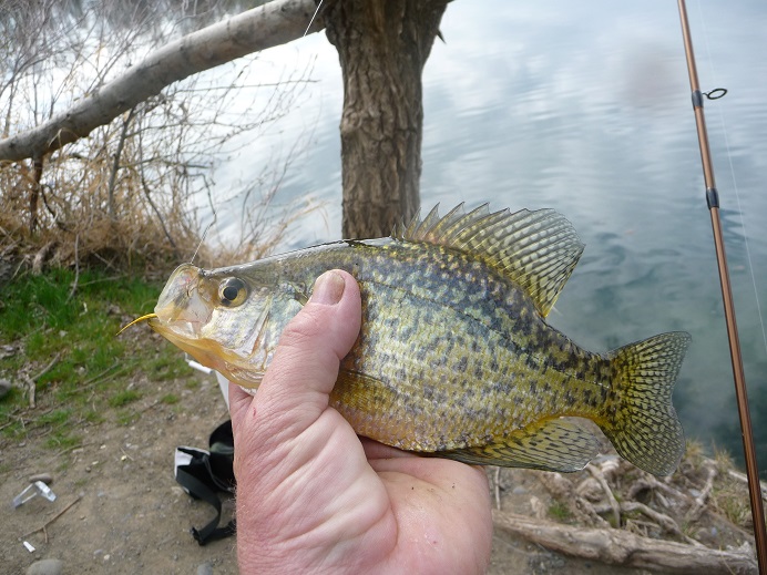 fiirst perch crappie 2013 008.JPG