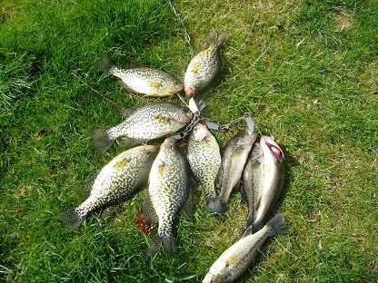 post spawn gap crappie 005.JPG