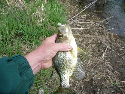 post spawn gap crappie 001.JPG