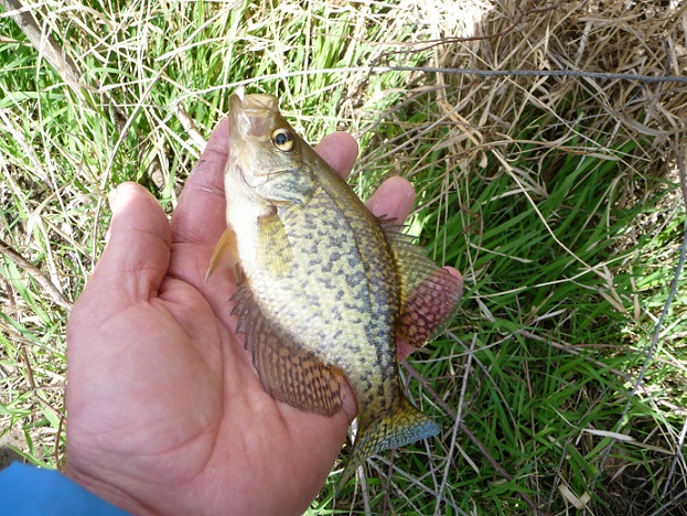 more crappie boatwads 001.JPG