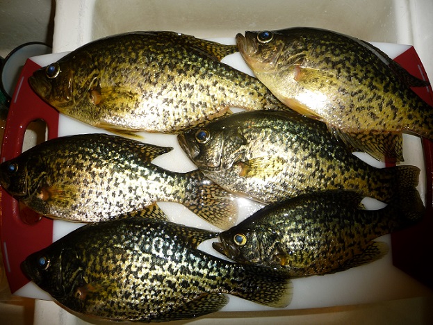 more crappie boatwads 004.JPG