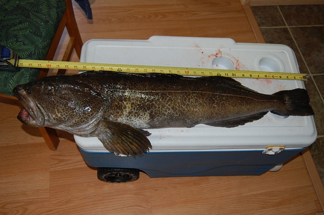 5-2 lingcod 008r.jpg