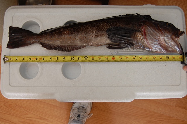 May 5th lingcod 2013 002r.jpg