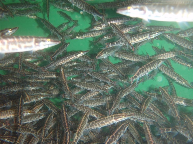 Baby_Muskies_at_Meseberg1.jpg