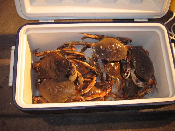 crabs_9-08.JPG