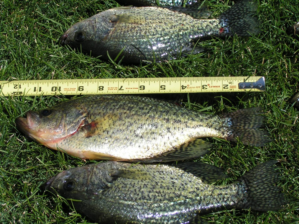 resized_crappie.JPG