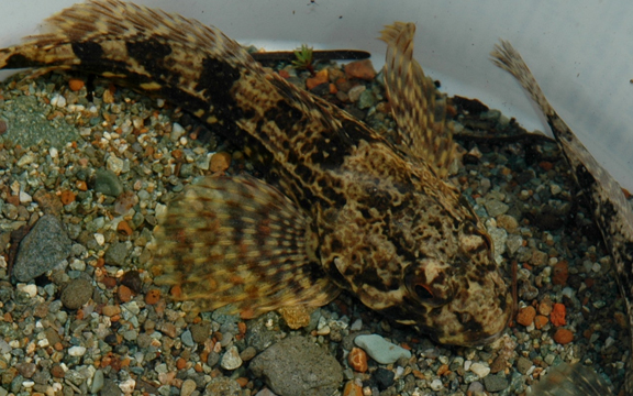 sculpin.jpg