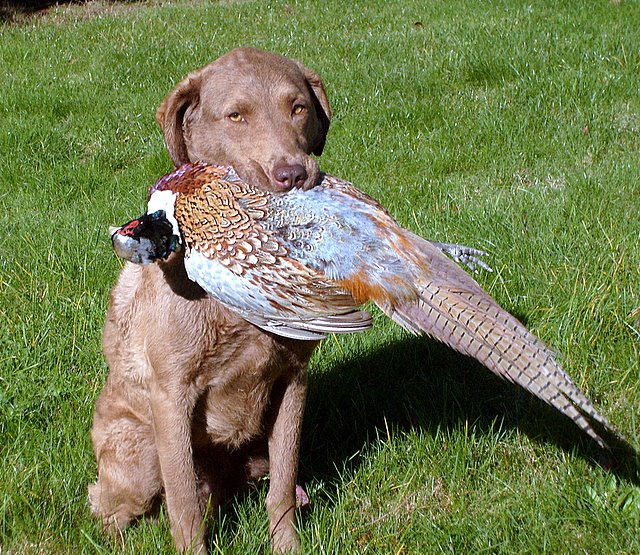 pheasant_007.jpg