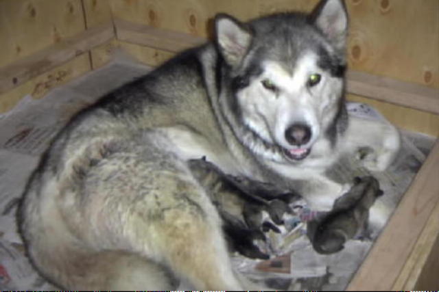 3_Cherokee_with_her_puppies.jpg