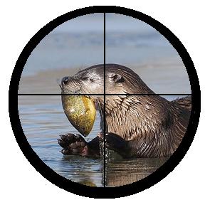 otter.JPG