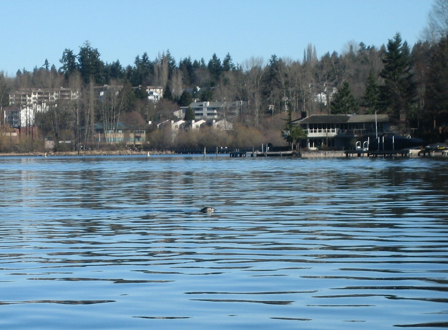 Sea_Lion_Lake_Washington_02.23.08_01Z.JPG