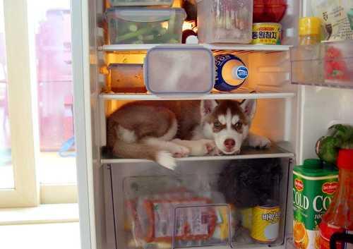 Husky_in_the_fridge.jpg