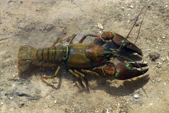 signal-crayfish.jpg