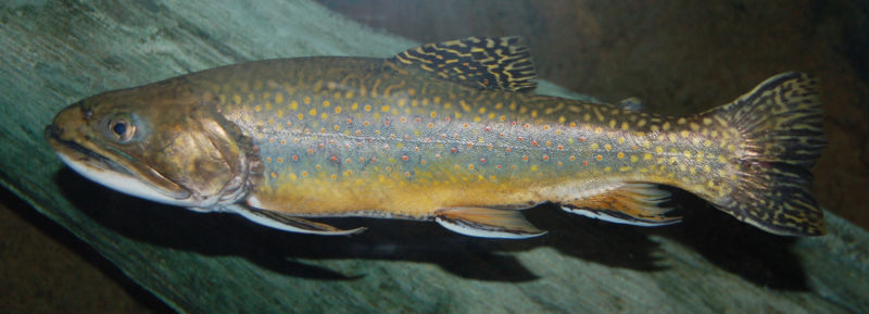 my_brook_trout_replica.jpg