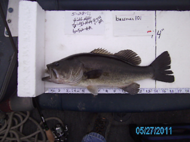 fish3_004.JPG