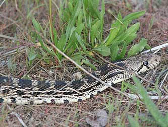 bull snake head.jpg