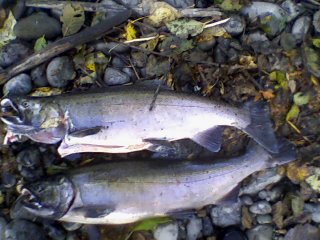 Dungeness coho.jpg