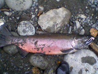 Dungeness coho2.jpg