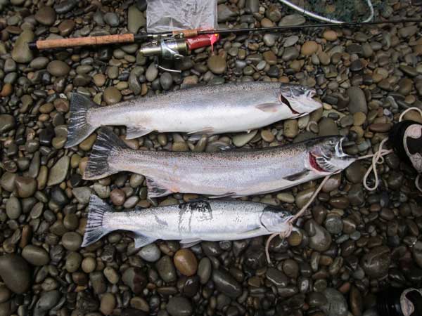 3-steelhead.jpg