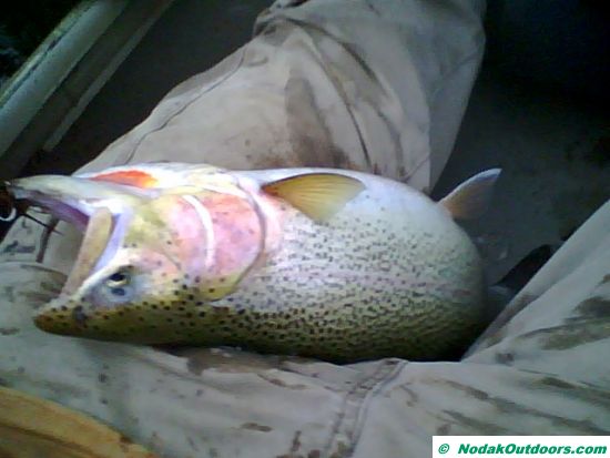 13641_trout_2.jpg