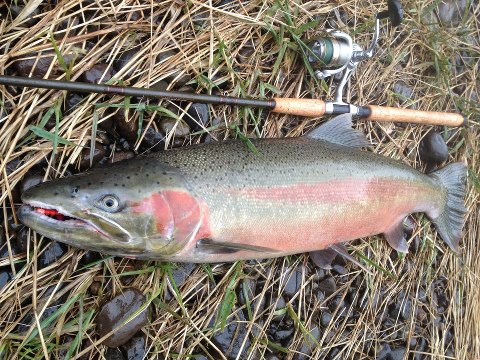 Steelhead Pic.jpg