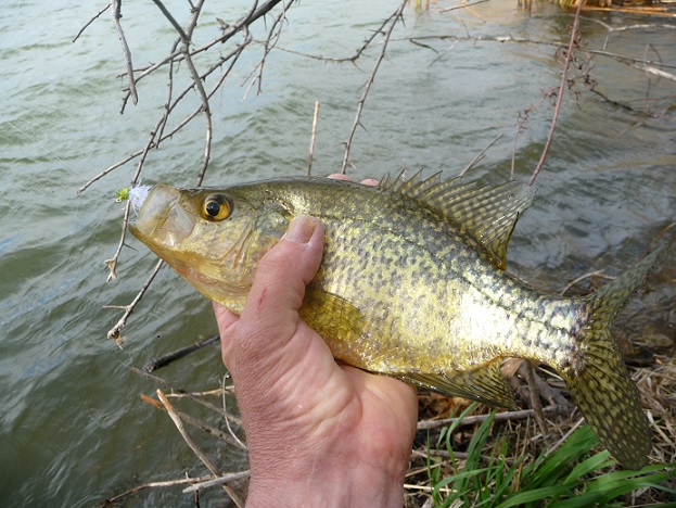 windy gap crappie 001.JPG