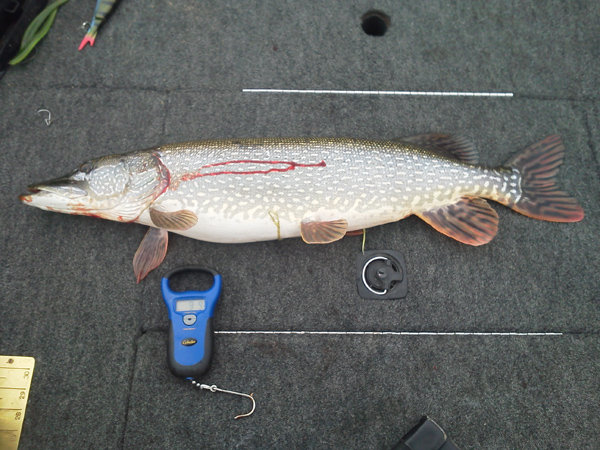 6.15.14 Fathers Day Pike 9 lb 9 oz web.jpg