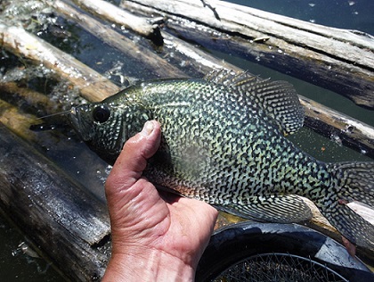 big crappie 010.JPG