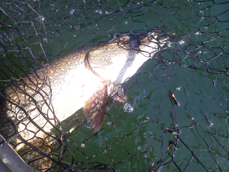 30 in 7.5 lb 9.12.14 web.jpg