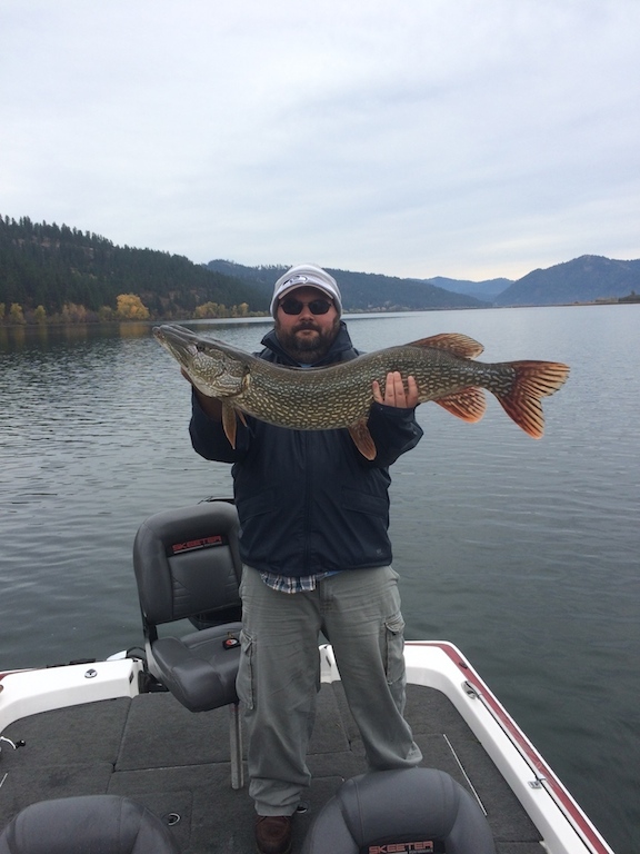 Scotts 41.5 inch pike resized.jpg