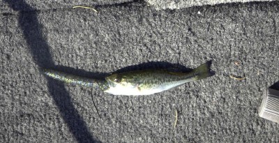 baby Largemouth with Senko cropped.jpg