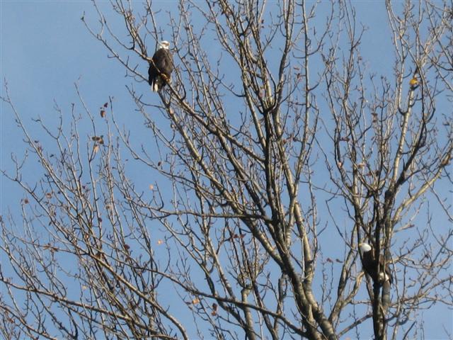 Eagles_on_Lake_Wa_006_Small.jpg