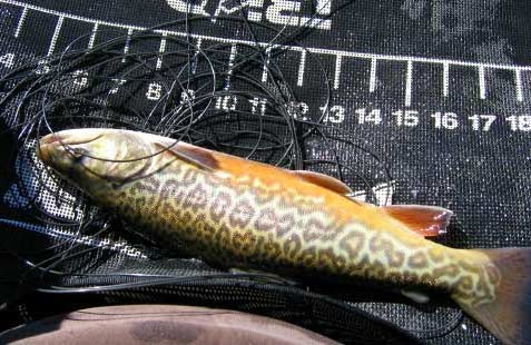 Tiger-Trout-2.jpg