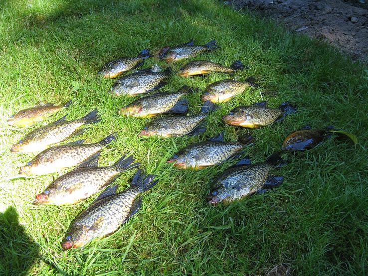 crappie_bluegill.jpg