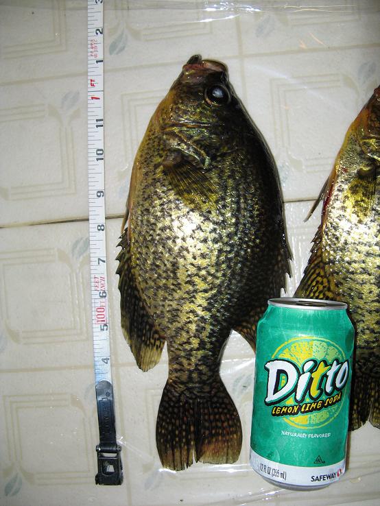 crappie.jpg