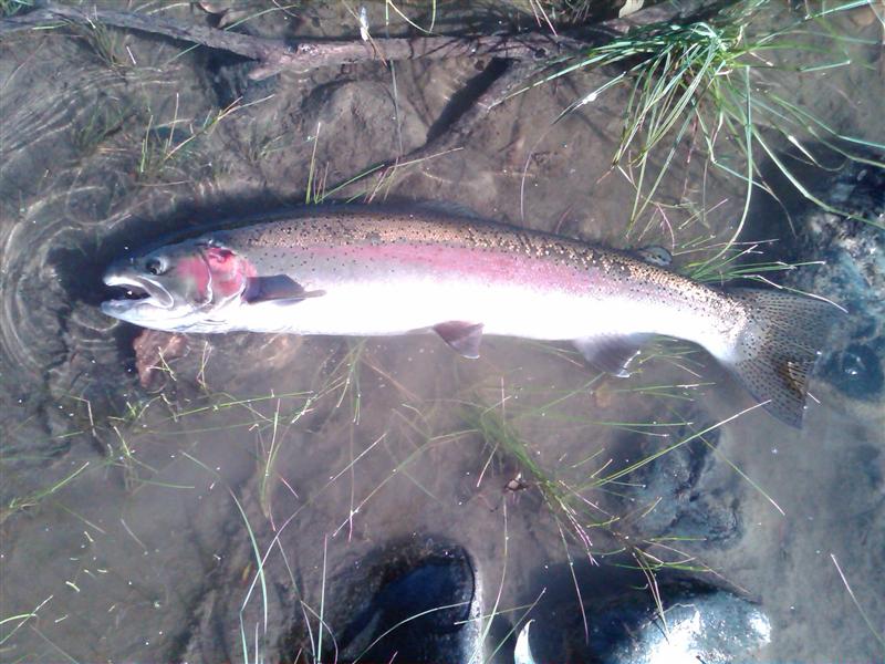 9202010Steelhead1_Medium.jpg