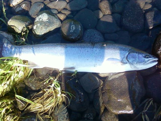 Notellum_River_fish_looking_down_2010.jpg