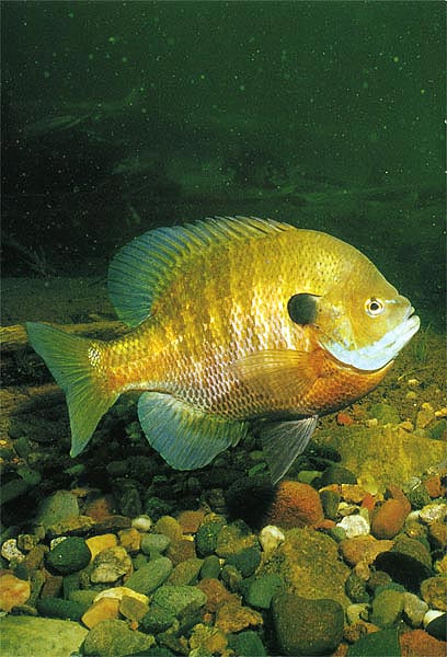 BLUEGILL4.jpg